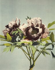 Tree Peony from Some Japanese Flowers