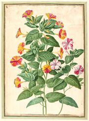 Marvel of Peru from Horti Itzeinensis