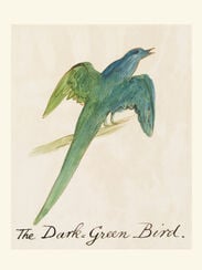 The Dark-Green Bird